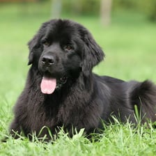 A friendly domesticated dog.