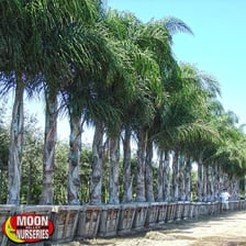 Tall palm trees casting shade in a tropical setting