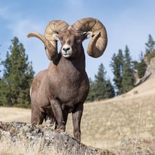 A male sheep with prominent curled horns