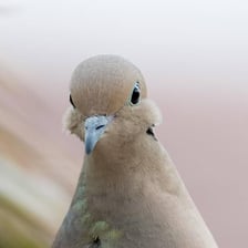 A dove perched outdoors, representing a soft cooing sound