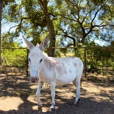 A small burro standing outdoors