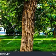 A close-up view of textured bark on an oak tree