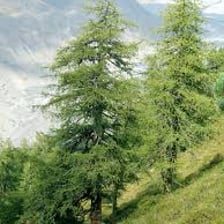 A larch tree with its characteristic soft needles.
