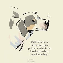 A domestic dog representing the classic pet name Fido.