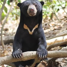 A Malayan sun bear in a Southeast Asian forest