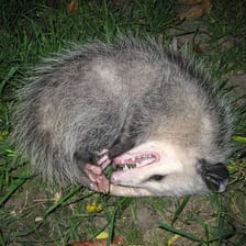 A Virginia opossum lying still in a defensive posture.