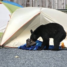Black bear near a campground