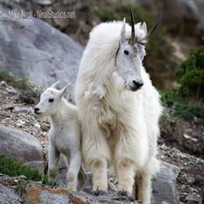 An adult female goat standing with young goat kids