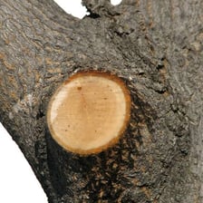 A branch extending from the trunk of a tree
