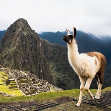 Llamas grazing in an Andean mountain landscape.