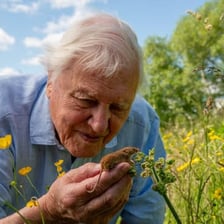 David Attenborough presenting a popular science nature documentary.