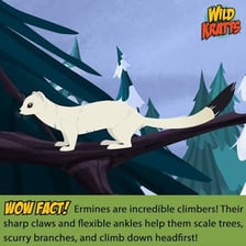 A weasel moving stealthily through grass.