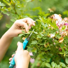 A person using pruning shears to cut back a small part of a plant.