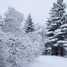 Fresh snow covering a landscape like a blanket