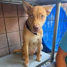 Mixed-breed dogs waiting for adoption at an animal shelter.