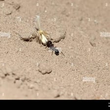 An ant carrying a grain of soil beside an anthill.