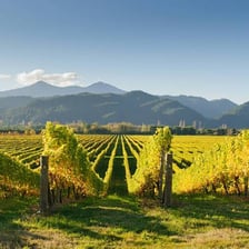Vineyards in California’s Sonoma wine country