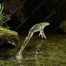A frog hopping beside a pond.