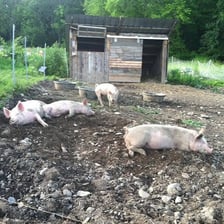 Pigs being released from a farm pen