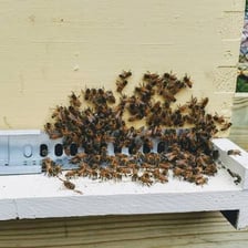 Honeybees gathered around the entrance of a hive