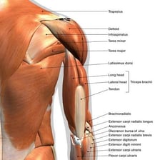 An anatomical illustration labeling the latissimus dorsi and deltoid muscles.