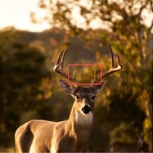 A deer antler with several pointed tines.