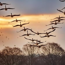 A flock of geese flying in a V formation