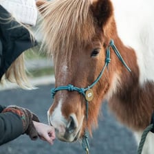 A calm horse is being petted.