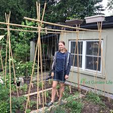 Tomato plants tied to stakes in a garden