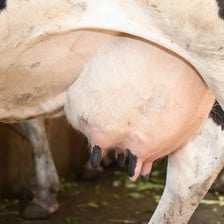 A close view of a cow’s udder on a dairy farm.