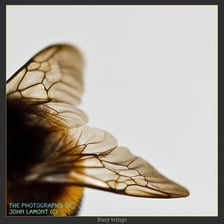 A close-up of a honeybee