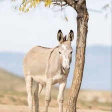 A donkey, also called a burro, standing outdoors.