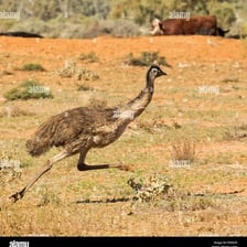 An emu runs across an Australian outback landscape.