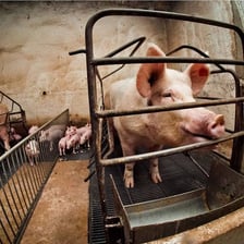 A domestic pig standing on a farm.
