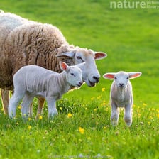 A ewe standing beside her lamb in a meadow.