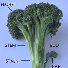 A broccoli head showing its thick stem.