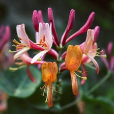 Sweet-smelling flowers associated with a pleasant aroma