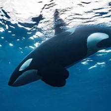 A black-and-white orca surfacing in the ocean