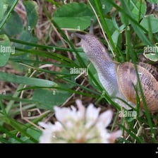 A snail moving slowly across a leaf