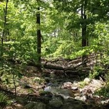 A wooded landscape in the Ramapo Mountains.