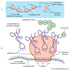An educational illustration of a messenger RNA molecule