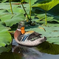A duck decoy floating on water