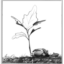Educational illustration showing an acorn growing into an oak tree