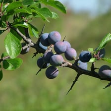 Small dark sloe berries growing on a blackthorn branch