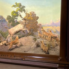 A natural history museum diorama depicting animals in a habitat.