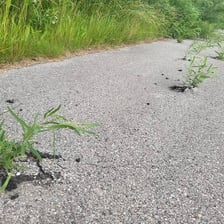 A weed emerging through a crack in pavement