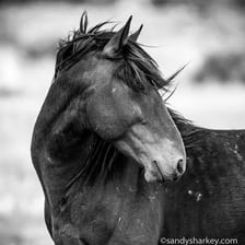 A mustang horse showing its mane