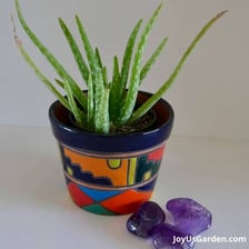 An aloe plant with smaller offsets growing around its base