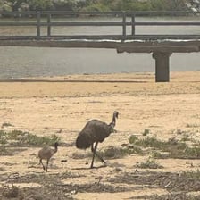 Two emus standing in an Australian landscape