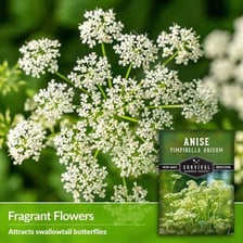 Anise plant with its small aromatic seeds